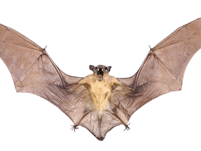 What do Daszak, Fauci and Bats Have in Common?