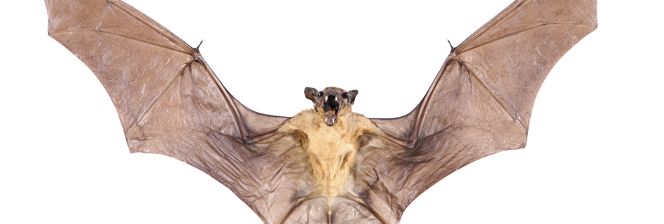 bat