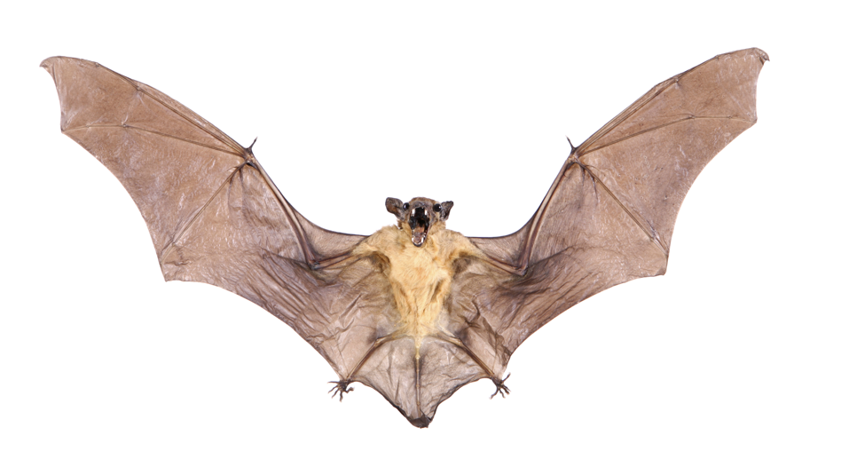 What do Daszak, Fauci and Bats Have in Common?